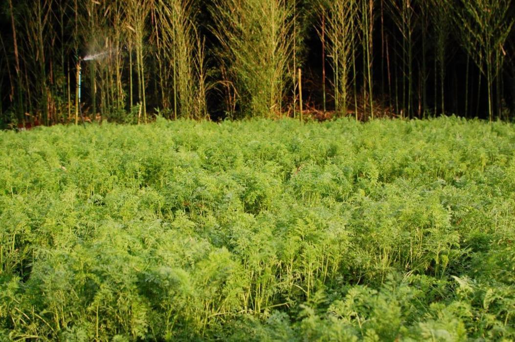 Chacara Das Lendas E Cancoes Паса-Куатру Экстерьер фото